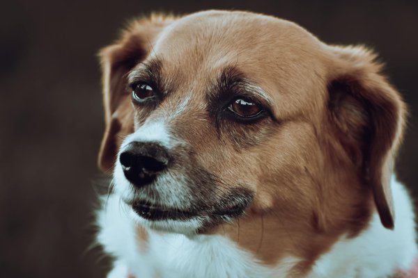 Comparatif des meilleures litières pour chatons