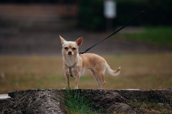 Bienveillance Animale