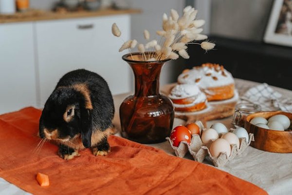 Quelles sont les meilleures astuces pour l'entraînement à la propreté d'un lapin bélier français?