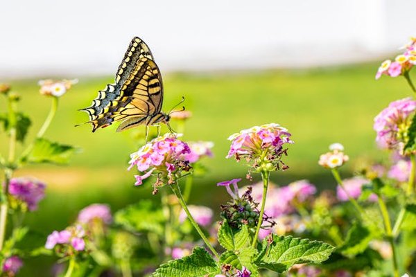 Quels sont les facteurs qui influencent la migration des papillons monarques?