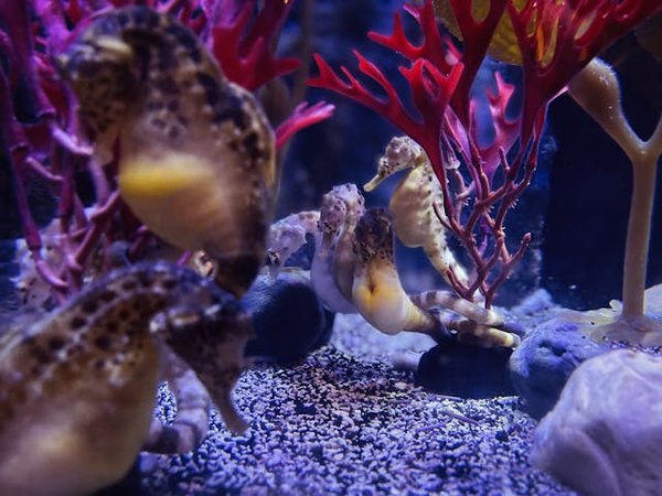 Les hippocampes mâles : comment s'y prennent-ils pour incuber les œufs?