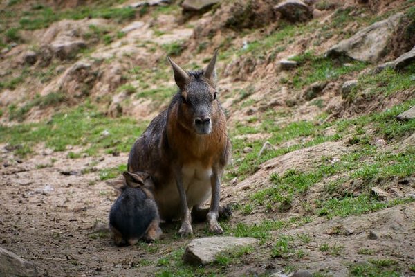 Quels sont les symptômes de la dermatite chez les cobayes, et comment la traiter?